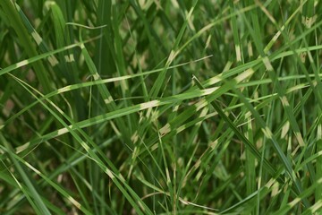 Zebra grass is a Poaceae perennial and is an ornamental  pampas grass.