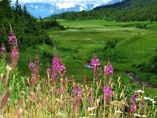 pink flowers in the mountains in Alaska