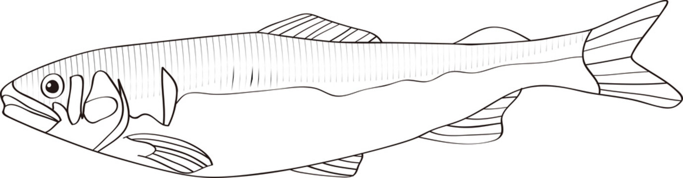 天然鮎 の画像 856 件の Stock 写真 ベクターおよびビデオ Adobe Stock