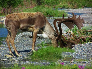 Elk eating