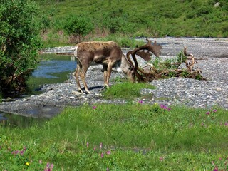 Elk with huge horns eating in Alaska