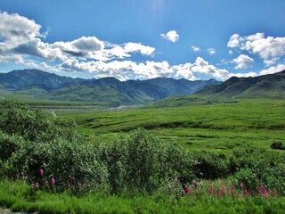 landscape with green grass and blue sky