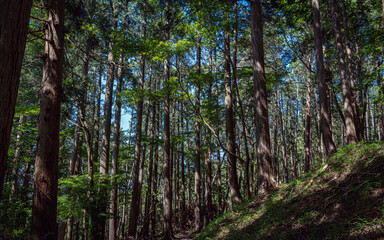 比叡山 木漏れ日の杉林
