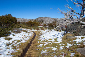 A long path in the forest with mountain