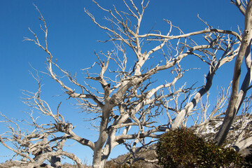 tree branches against blue sky