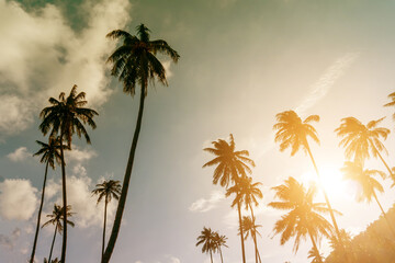 Obraz na płótnie Canvas Tropical palm coconut trees on sunset sky flare and bokeh nature.