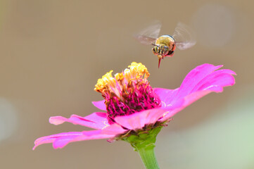 bee on pink flower with natural background