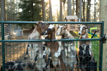 Life on the farm with goats