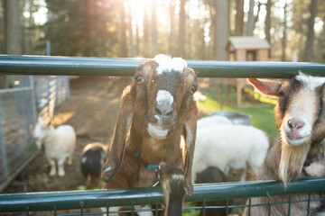 Life on the farm with goats