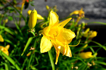 Bundle of Yellow Flowers and Green Leaves Closeup View