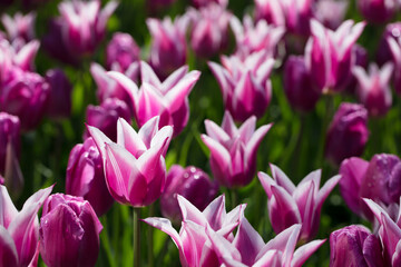 Fototapeta premium Blooming colorful tulips in flower-garden under sunshine. Tulips - symbol of Holland.