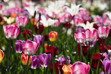Blooming colorful tulips in flower-garden under sunshine. Tulips - symbol of Holland.