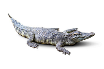 The Fresh water crocodile on a white background.