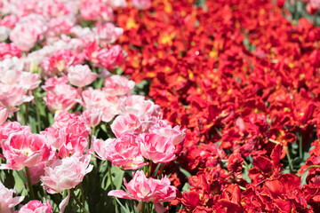 Blooming colorful tulips in flower-garden under sunshine. Tulips - symbol of Holland.