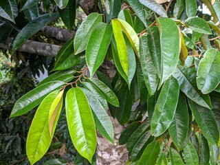Durian Leaf (Durio Zibethinus) in the Kalimantan Tropical Forest