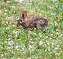 Adorable cute little furry cottontail bunny rabbit in a grassy meadow full of wildflowers. 