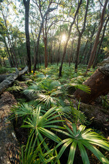 This lush greenery scape was a perfect opportunity to capture an early Spring scene with ferns and ground coverage