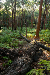 This lush greenery scape was a perfect opportunity to capture an early Spring scene with ferns and ground coverage
