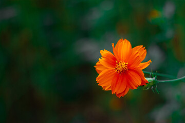 orange flower in the garden