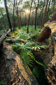 This Lush Greenery Scape Was A Perfect Opportunity To Capture An Early Spring Scene With Ferns And Ground Coverage