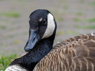 Canadian goose up close with its eye looking at you.  Wildlife bird animal laying on the ground in macro photography shot.