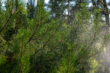 Fototapeta premium Needles of pine branches on the background of splashing water