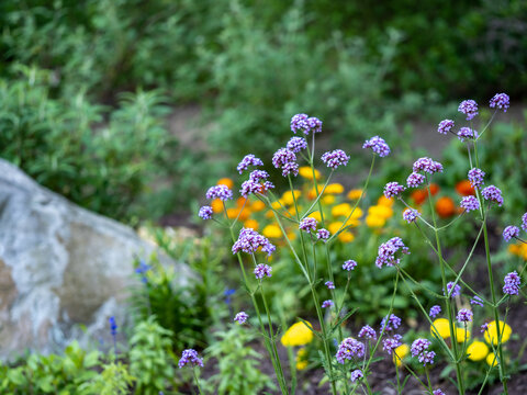 Floral garden with yellow and purple flowers and a rock and green tree background.  Summer flowers full of color.
