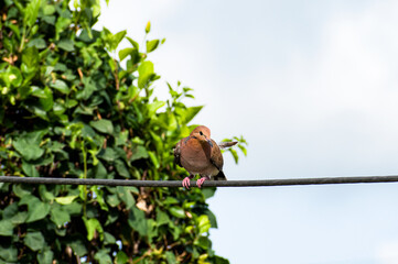 Front view of single brown zenaida dove sitting on a power line with a feather sticking out against...