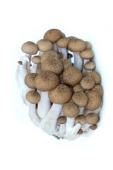 Fototapeta na wymiar mushrooms on a white background