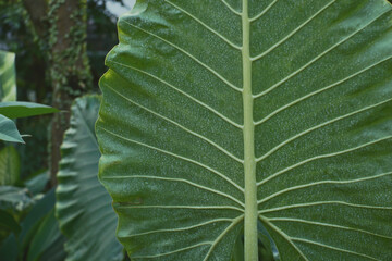 Backside of a green leaf with minimalist concept and aesthetic composition. Tropical leaf with minimal and aesthetic composition.