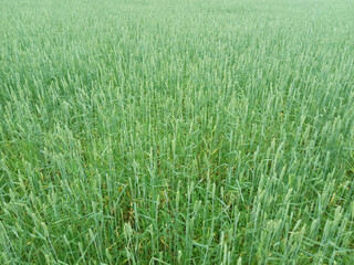 Image of Green Rye Field
