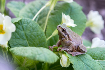 little frog Hyla arborea on a blade of grass