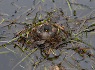 Duck sitting on nest in water reeds