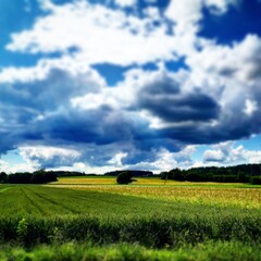 green field and blue sky