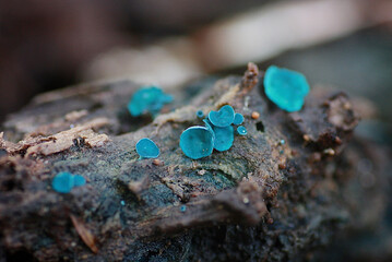 ターコイズ色の菌類