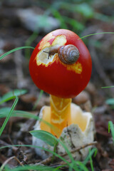 タマゴダケを食べるカタツムリ