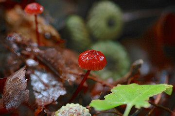 ガーネットオチバタケ