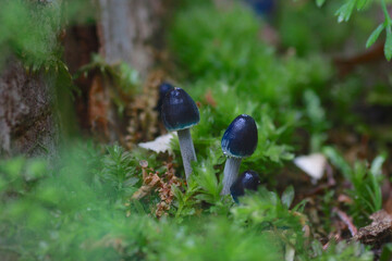 青いきのこ、アオミノアシナガタケ