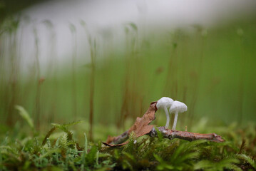 白い小さなキノコ