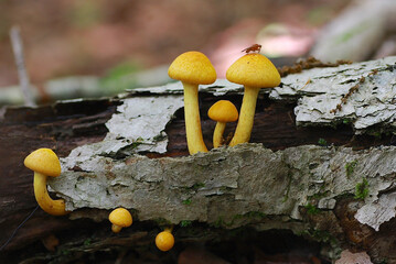 オオワライダケ