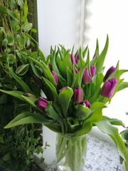 large beautiful bouquet of unopened purple tulips on the window