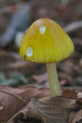 黄色のきのこ