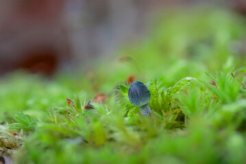 青いきのこ　アオミノアシナガタケ