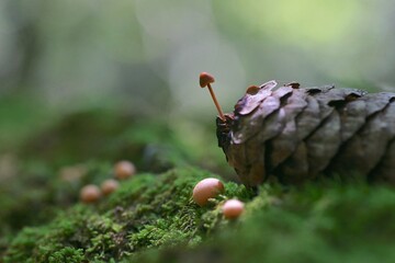 松ぼっくりにキノコ