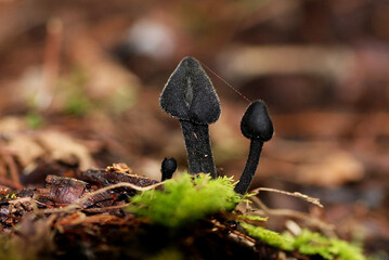 black mushroom