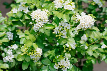 Beautiful white orange jasmine(Murraya paniculata) flowers blooming and fragrant in garden.