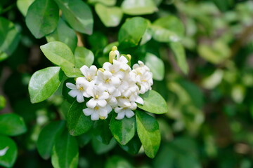 Fototapeta premium Beautiful white orange jasmine(Murraya paniculata) flowers blooming and fragrant in garden.