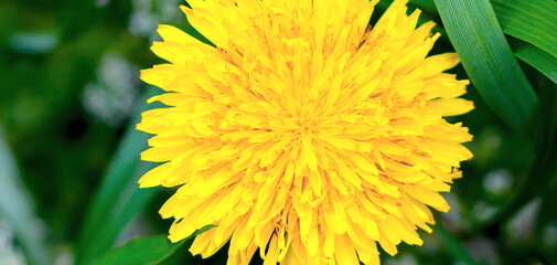 One yellow, round, bright dandelion close-up on a background of green grass.