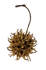 The fruit of the Liquidambar tree containing numerous seeds  isolated on white background.