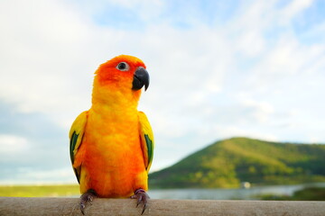 Fototapeta na wymiar Sun conure parrot or bird Beautiful is aratinga has yellow on Branch out background Blur mountains and sky, (Aratinga solstitialis) exotic pet adorable, native to amazon 